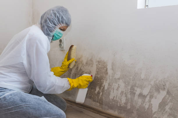 Best Bathroom Mold Remediation in Arrowhead Beach, NC