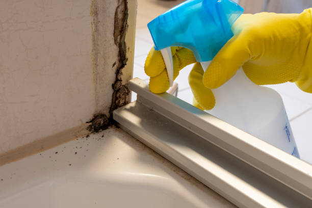 Best Bathroom Mold Remediation in Arrowhead Beach, NC