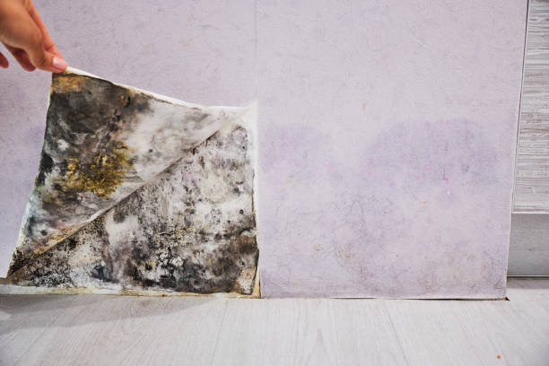 Best Black Mold Remediation in Arrowhead Beach, NC